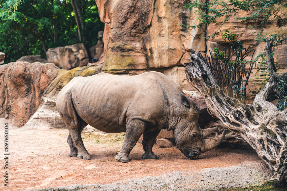 Obraz premium Rhino standing near a tree, showcasing the natural habitat and surroundings. Emphasizes the presence of this large mammal in the wild.