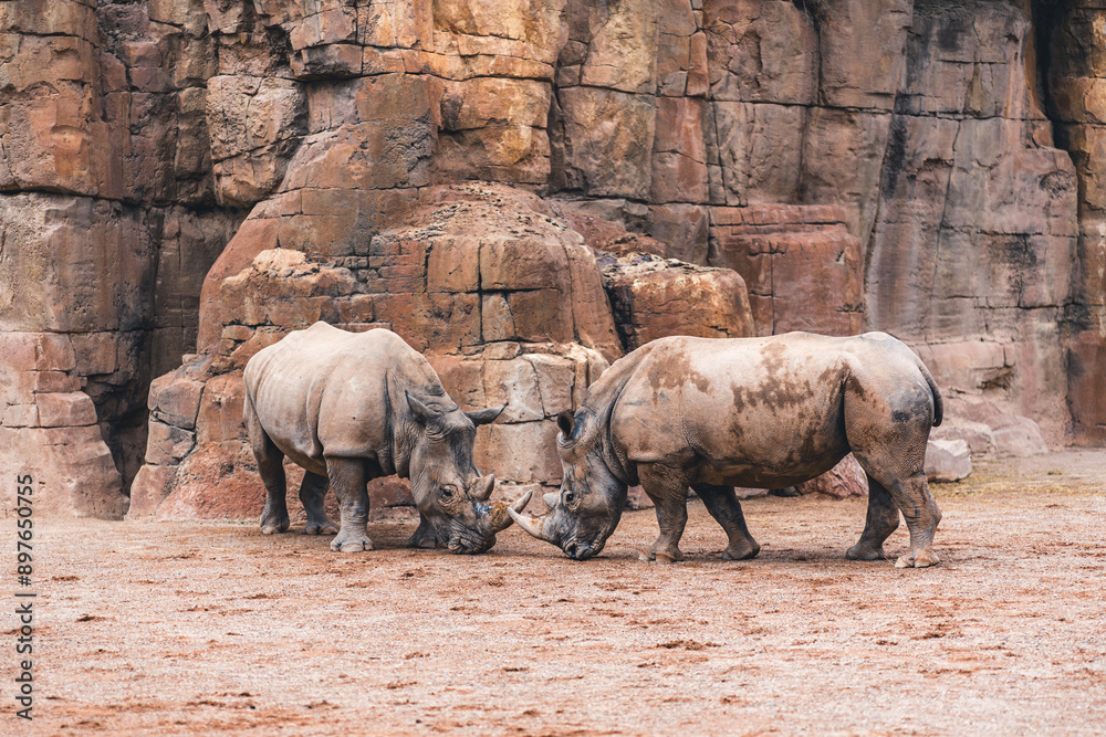 Obraz premium Two rhinos on sandy ground facing each other with rocky backdrop. Highlights their behavior and presence in a natural environment.