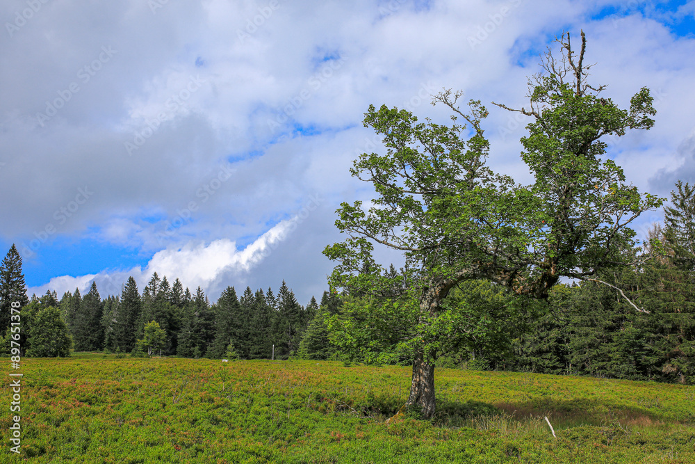 Obraz premium Schachten, die alten Bergweiden, Almen des Bayerischen Wald
