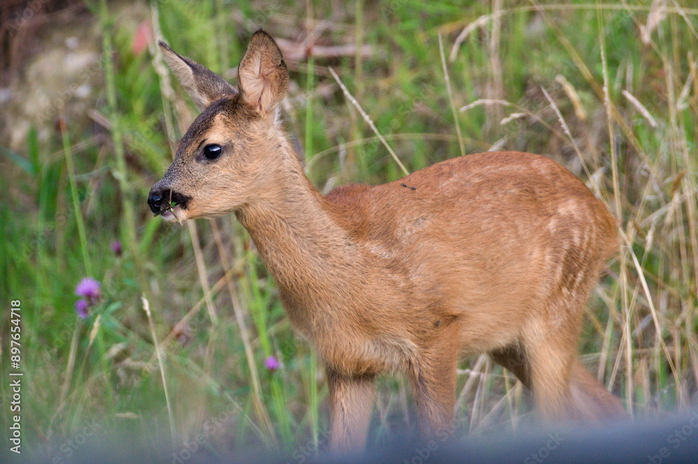 Little baby of Capreolus capreolus aka European Roe deer on the field. Czech republic nature. Little baby of Capreolus capreolus aka European Roe deer on the field. Czech republic nature.