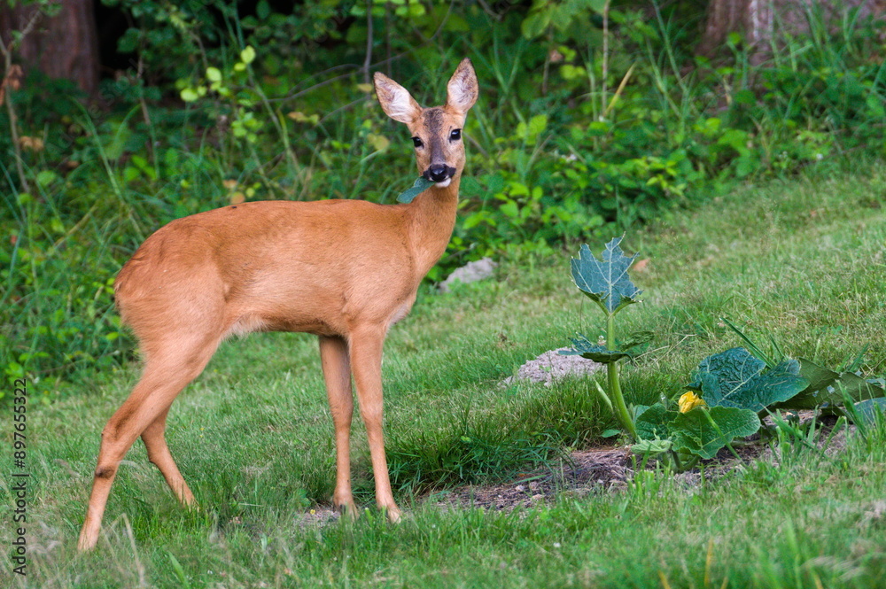 Capreolus capreolus european roe deer female on a field. Open mouth with leaf. Eating pumpkin flower on the garden. Enemy of gardeners. Capreolus capreolus european roe deer female on a field. Open mouth with leaf. Eating pumpkin flower on the garden. Enemy of gardeners.