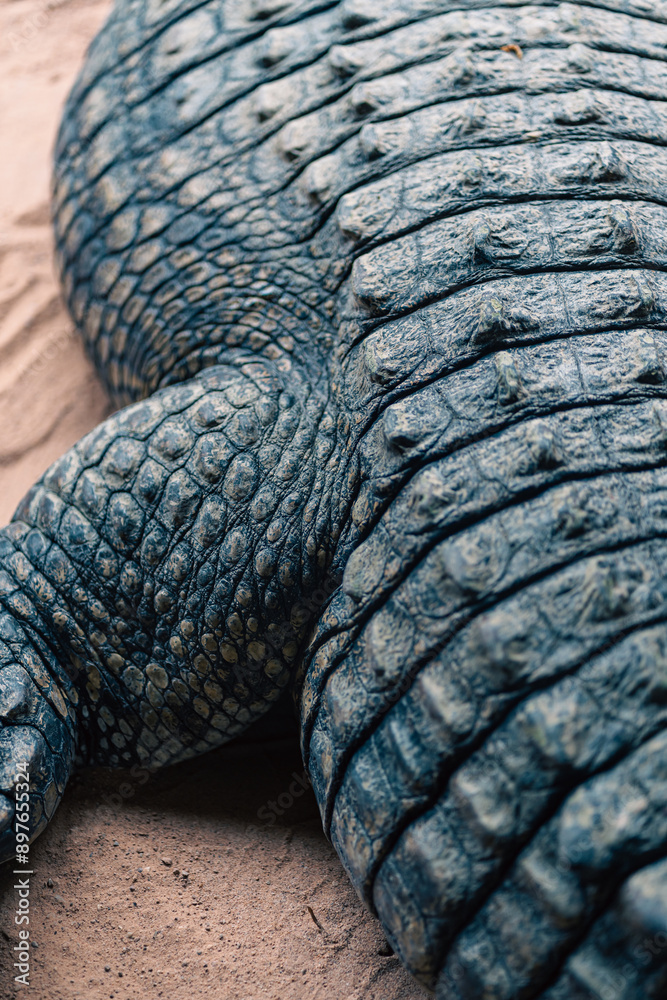 Obraz premium A close-up of crocodile skin texture, emphasizing the intricate patterns and rugged surface. The image highlights the detailed structure of the scales, showcasing the uniqueness of reptilian skin.