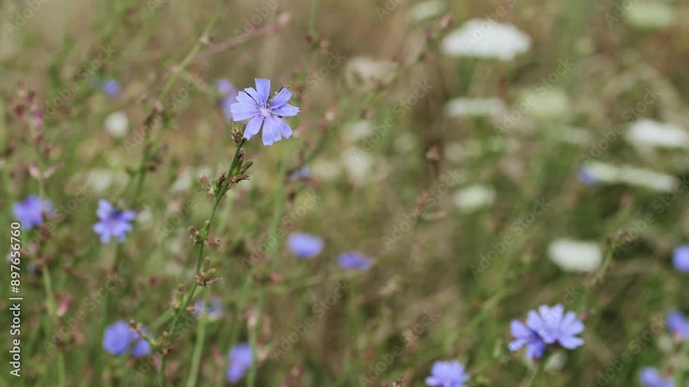 Medicinal plant chicory. Used in alternative medicine. Cichorium intybus. Coffee substitute. Medicinal plant chicory. Used in alternative medicine. Cichorium intybus. Coffee substitute.