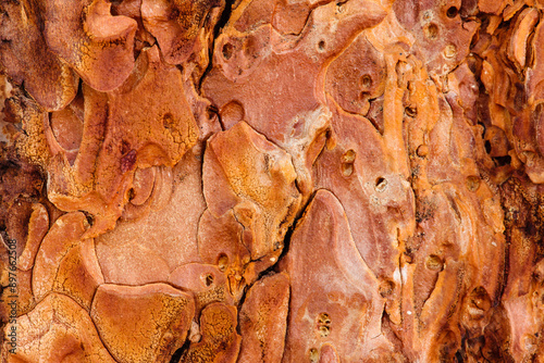 Fototapeta Naklejka Na Ścianę i Meble -  Close-up of ponderosa pine bark in summer, within Rocky Mountain National Park, Colorado