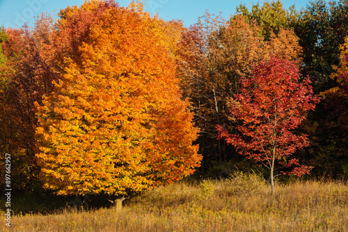 Autumn ash and maple     A maple and ash tree in the late afternoon October sunlight within the Pike Lake Unit, Kettle Moraine State Forest, Hartford, Wisconsin. photo