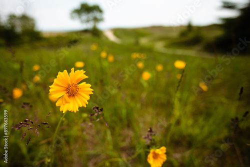 Field of lance-leaf coreopsis flowers blowing in the wind at Kohler-Andrae State Park, Sheboygan, Wisconsin in late June. photo