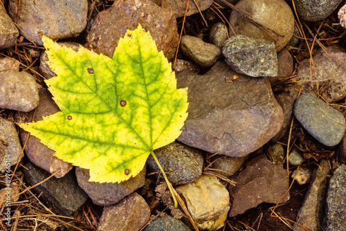 A mountain maple leaf rests among the ground rocks in early September near Little John Junior Lake, Sayner, Wisconsin in Vilas County photo