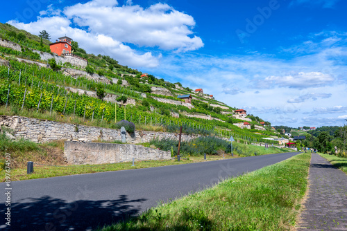 Viele Weinberge im Unstruttal als Blickfang am Unstrut Radweg