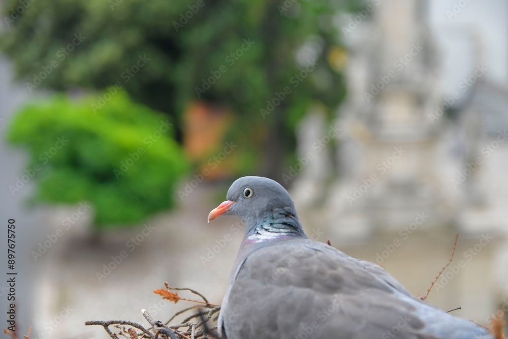 A pigeon in a nest in a flower box outside the window. Dove sits in a nest outside a window. Pigeons in the town. Life of pigeons in the city A pigeon in a nest in a flower box outside the window. Dove sits in a nest outside a window. Pigeons in the town. Life of pigeons in the city