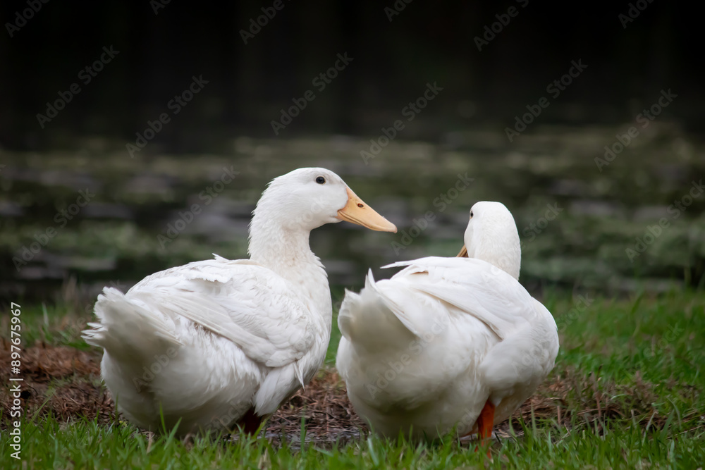 ducks ducks