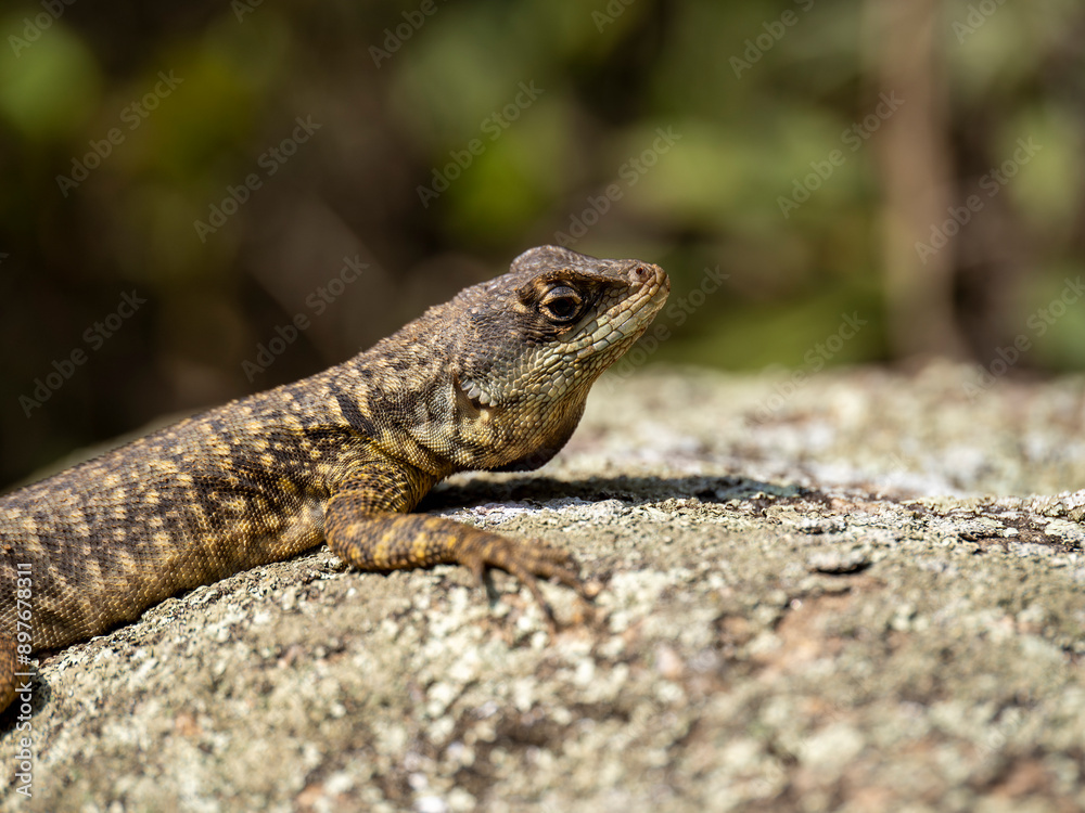 lizard on the stone lizard on the stone