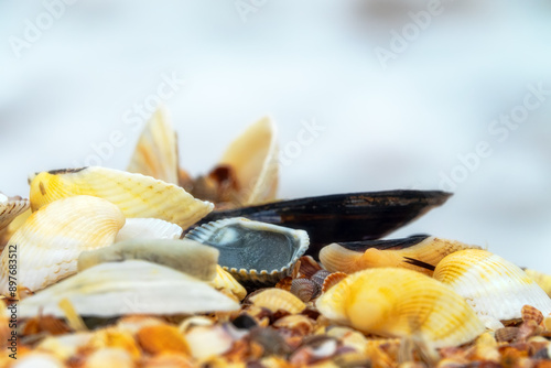 Memory of sea. Beautiful seashells on shell beach near surf. Winter cold sea. Soft shell clam (Mya arenaria), anadara ((Scapharca inaequivalis), edible mussel (Mytilus edulis), Venus between Cardium photo