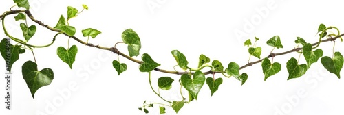Heart Vine. Lush Green Vine with Heart-shaped Leaves Hanging and Curving on White Background