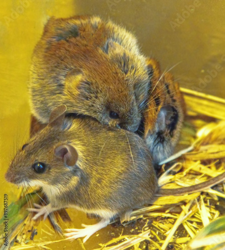 The mouse, vole lives in an aviary among fallen leaves. Wood mouse (Apodemus sylvaticus) and ??ommon red-backed vole (Clethrionomys glareolus). Breeders of wild animals photo