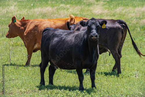 Cattle Grazing in a Green Pasture on a Sunny Day
