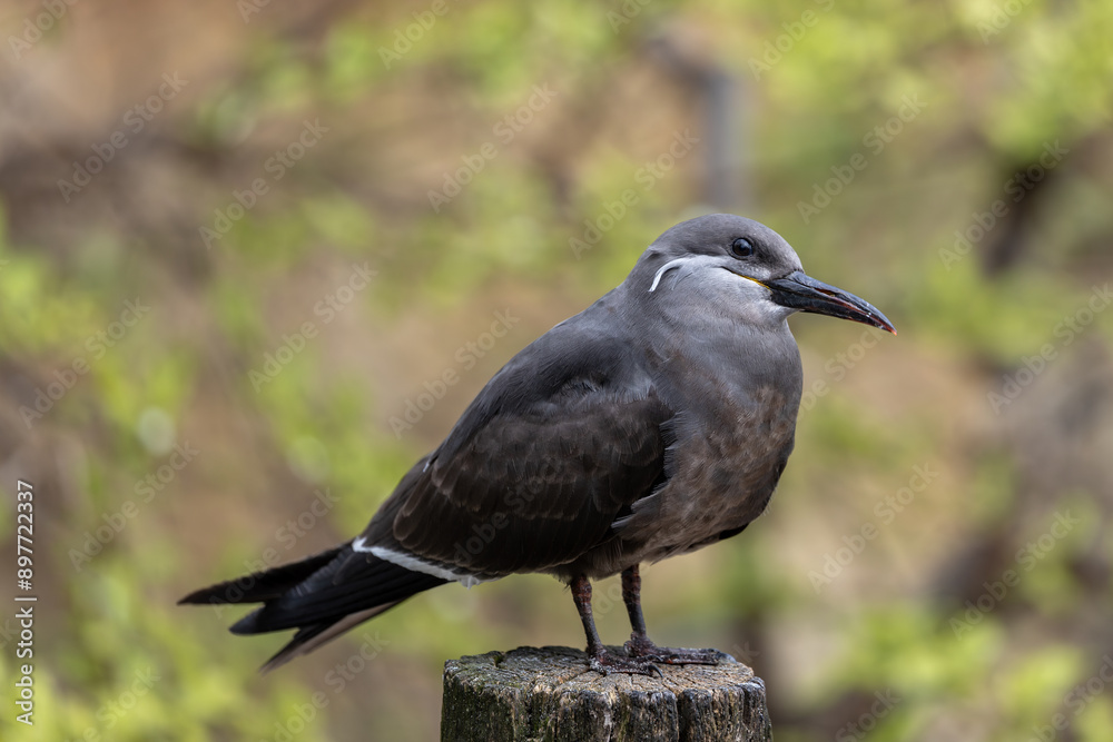 Fototapeta premium Female Inca Tern (Larosterna inca) Found Along the Coasts of Peru and Chile