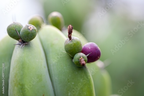 Tableau sur toile Fruits of a bilberry cactus, Myrtillocactus geometrizans