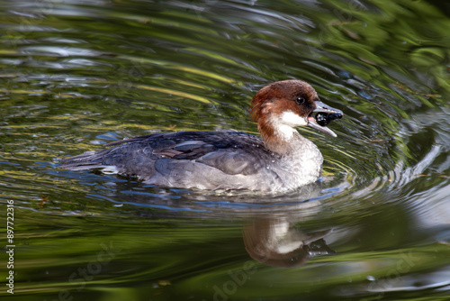 Smew (Mergellus albellus) Found in Northern Europe and Asia photo