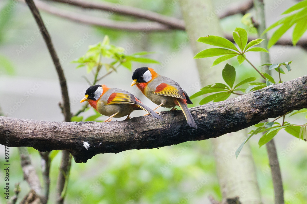 Two silver eared mesia birds sitting on a branch
