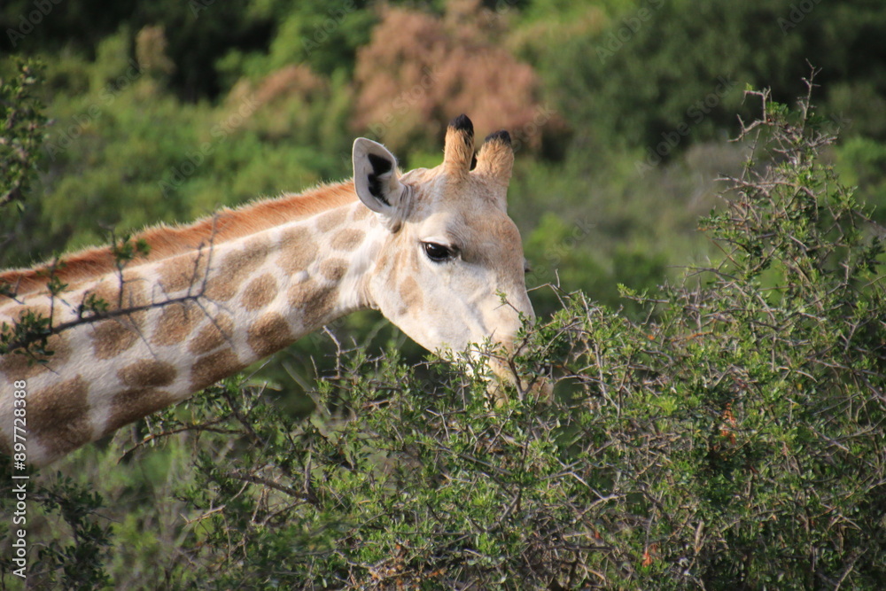 Obraz premium Südafrika, Tiere