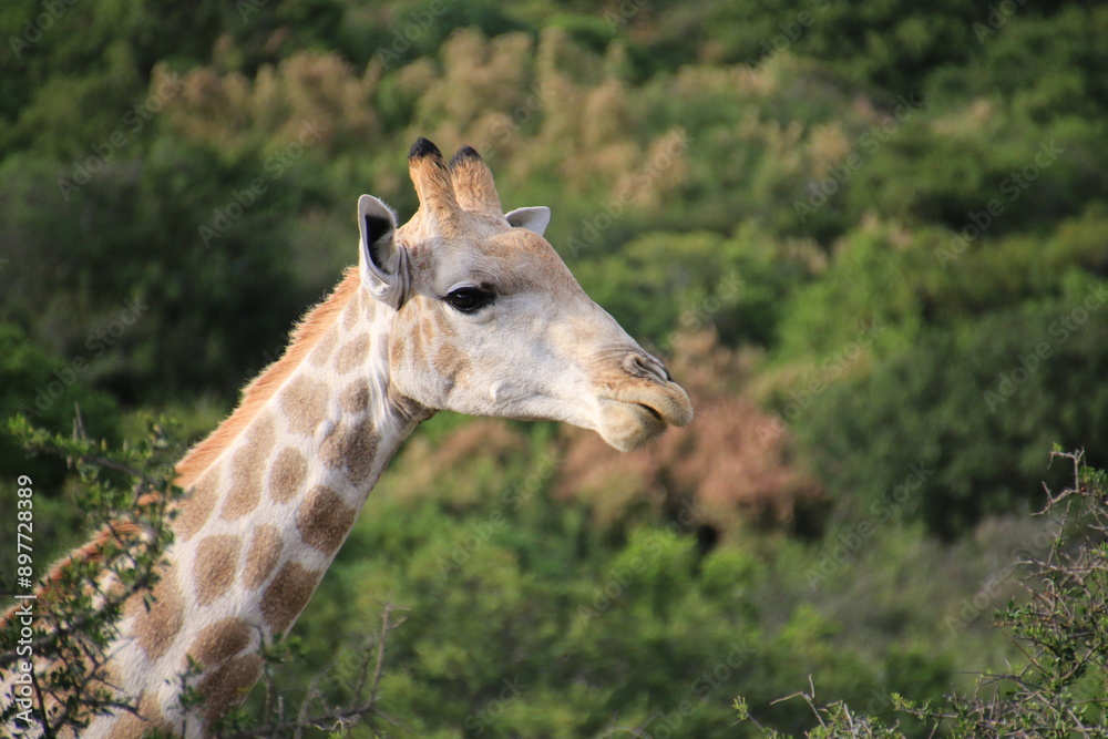 Obraz premium Südafrika, Tiere