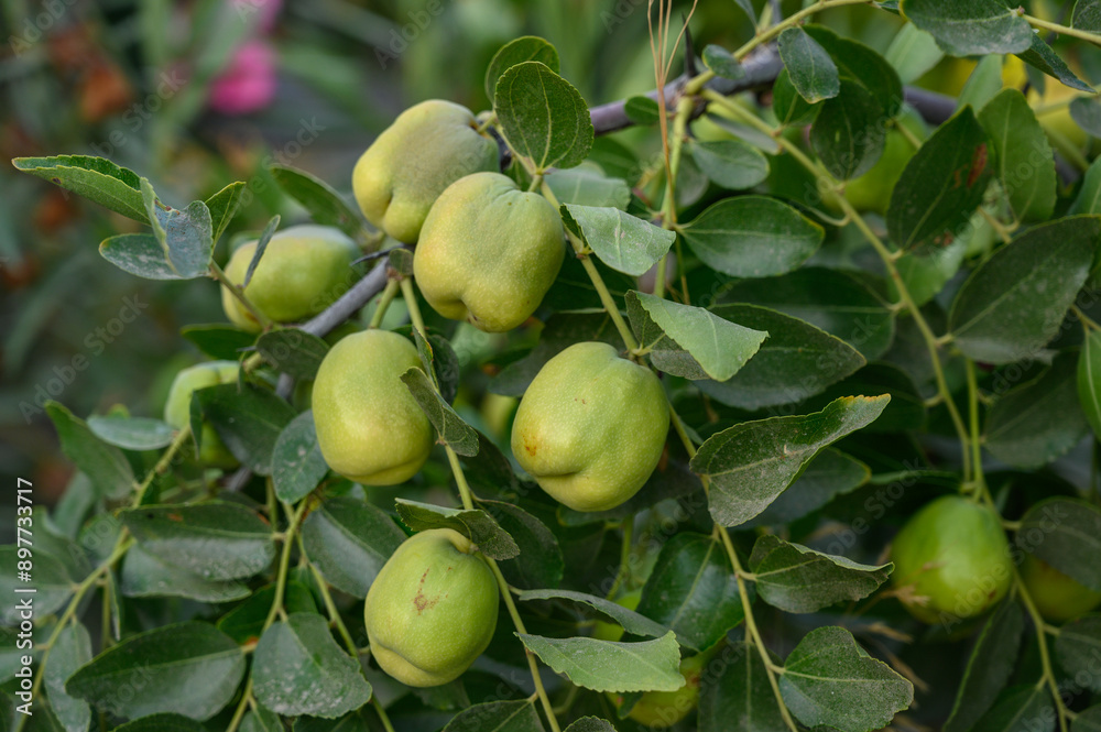 Branch jujube with immature fruits. Summer Branch jujube with immature fruits. Summer