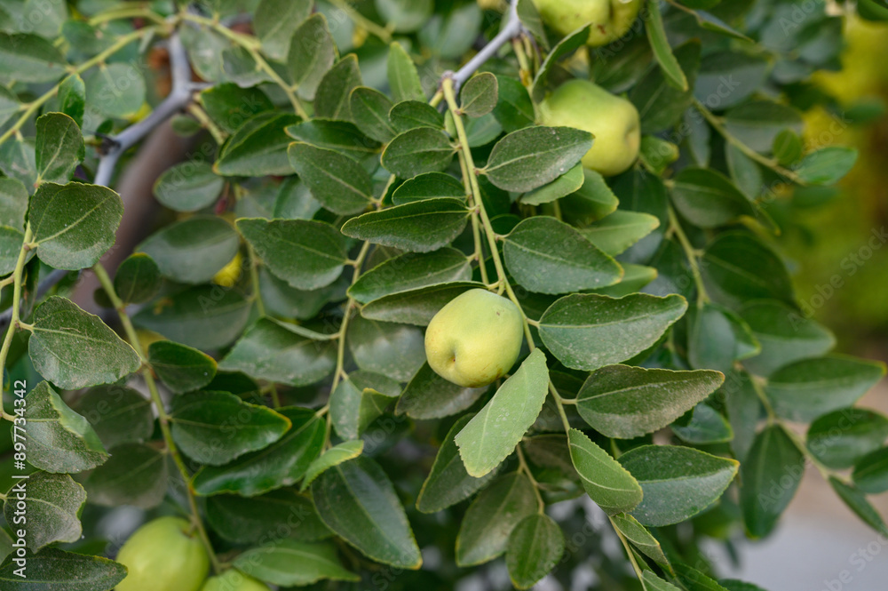 Close-up of tree branches with fruits Zizyphus. 2