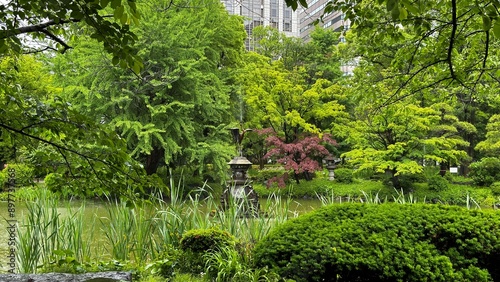 pond in the garden
