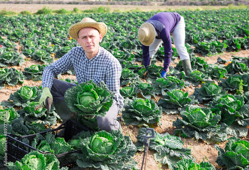 Obraz na plátně Skilled farmer gathering crop of organic savoy cabbage on farm vegetable plantation with team of farmworkers