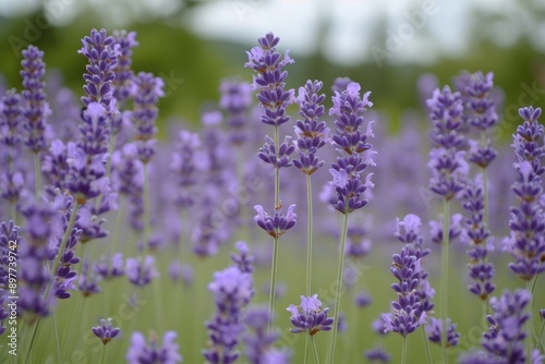 field of lavender swaying in a gentle breeze