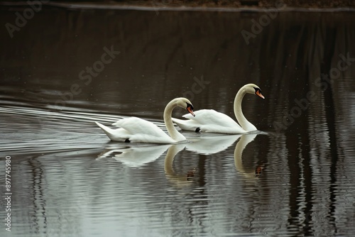 Fototapeta Naklejka Na Ścianę i Meble -  pair of swans gracefully gliding across a pond