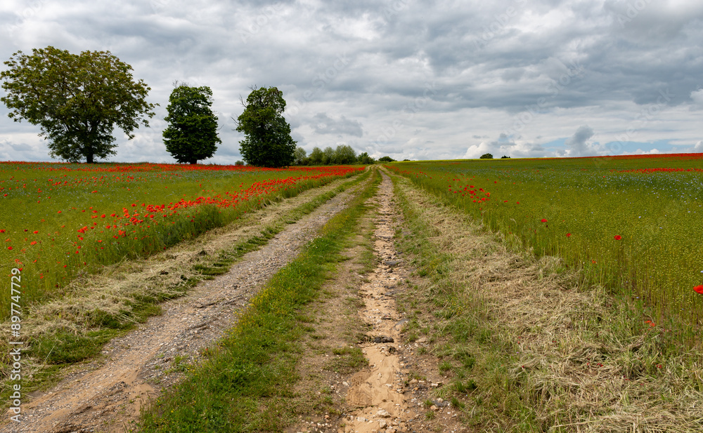 Colorful nature background, poppy and blue flax linen fields with many red poppy flowers, Charente, France in spring Colorful nature background, poppy and blue flax linen fields with many red poppy flowers, Charente, France in spring