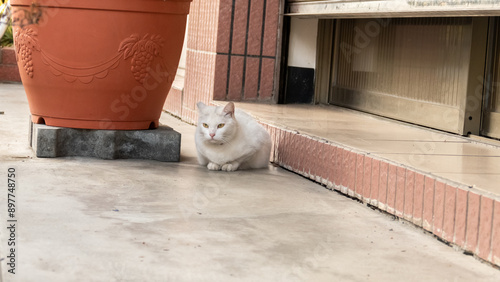 Schilderij op canvas cautiously stray white cat