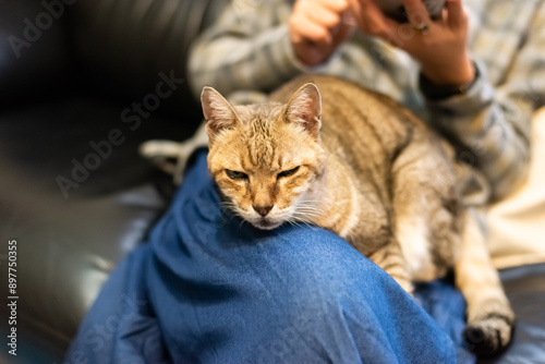 Wallpaper Mural woman hold his cat on his thighs Torontodigital.ca