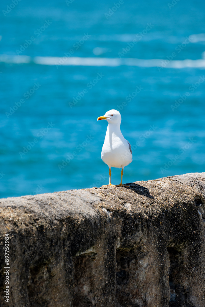 Seagull sea bird on beach promenade in touristic Biarritz city, Basque Country, Bay of Biscay of Atlantic ocean, France Seagull sea bird on beach promenade in touristic Biarritz city, Basque Country, Bay of Biscay of Atlantic ocean, France
