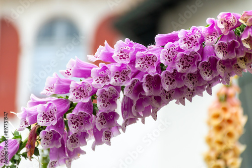 Botanical collection, blossom of medicinal toxic plant Digitalis lanata or woolly foxglove or Grecian foxglove flowering plant in plantain family Plantaginaceae toxic in all parts of plants photo