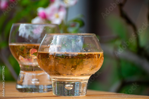 Brut apple cider from Betuwe, Gelderland, in glasses and blossom of apple tree in garden on background on sunny day, apple cider production in Netherlands