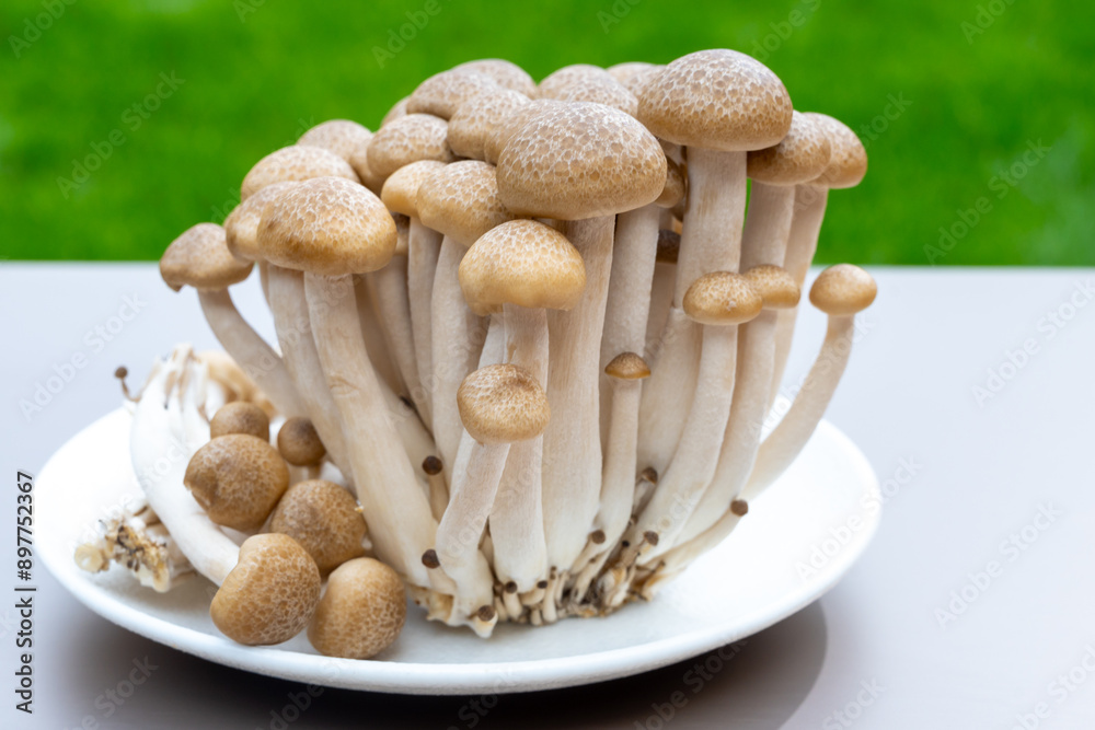 White and brown shimeji edible mushrooms native to East Asia, buna-shimeji is widely cultivated and rich umami tasting compounds White and brown shimeji edible mushrooms native to East Asia, buna-shimeji is widely cultivated and rich umami tasting compounds