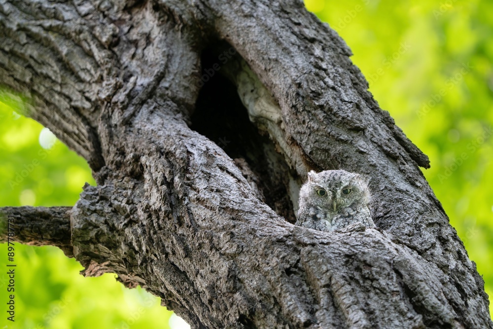 Fototapeta premium Eastern grey screech owl in cavity of a tree