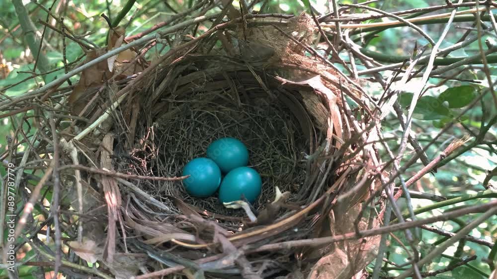 A gray catbird nest among the forest thickets