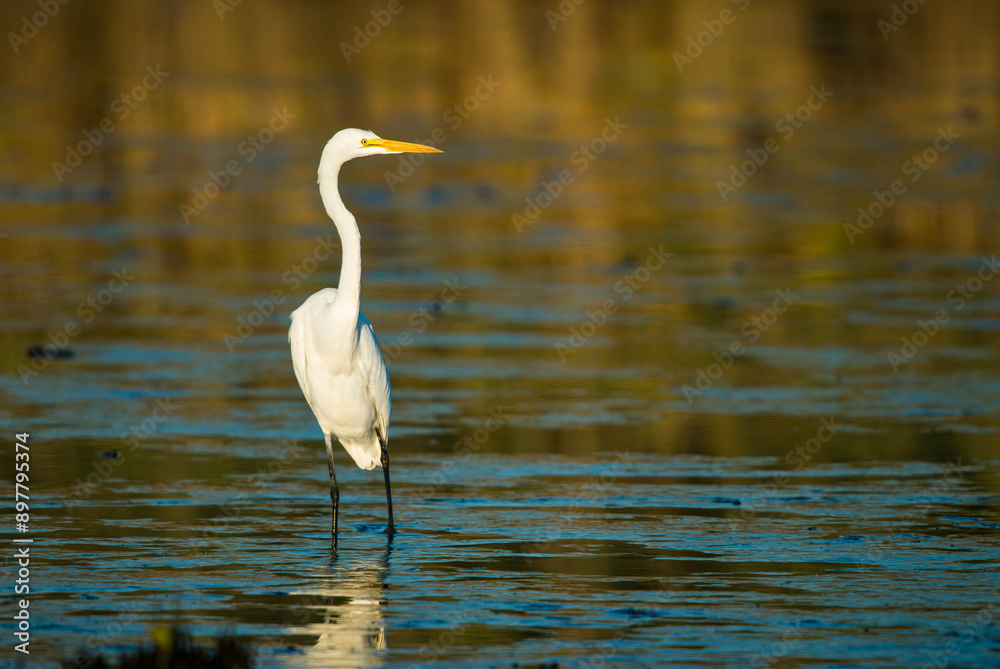 Great Egret Wading in New Jersey Meadowlands Great Egret Wading in New Jersey Meadowlands