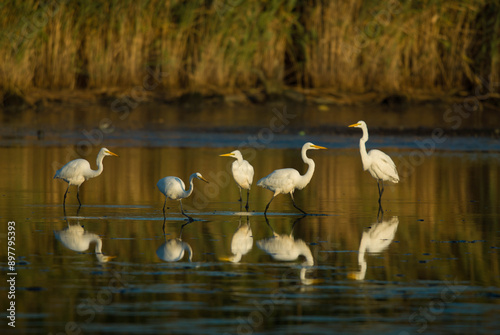 Great Egrets Hunting in the Meadowlands Marsh photo