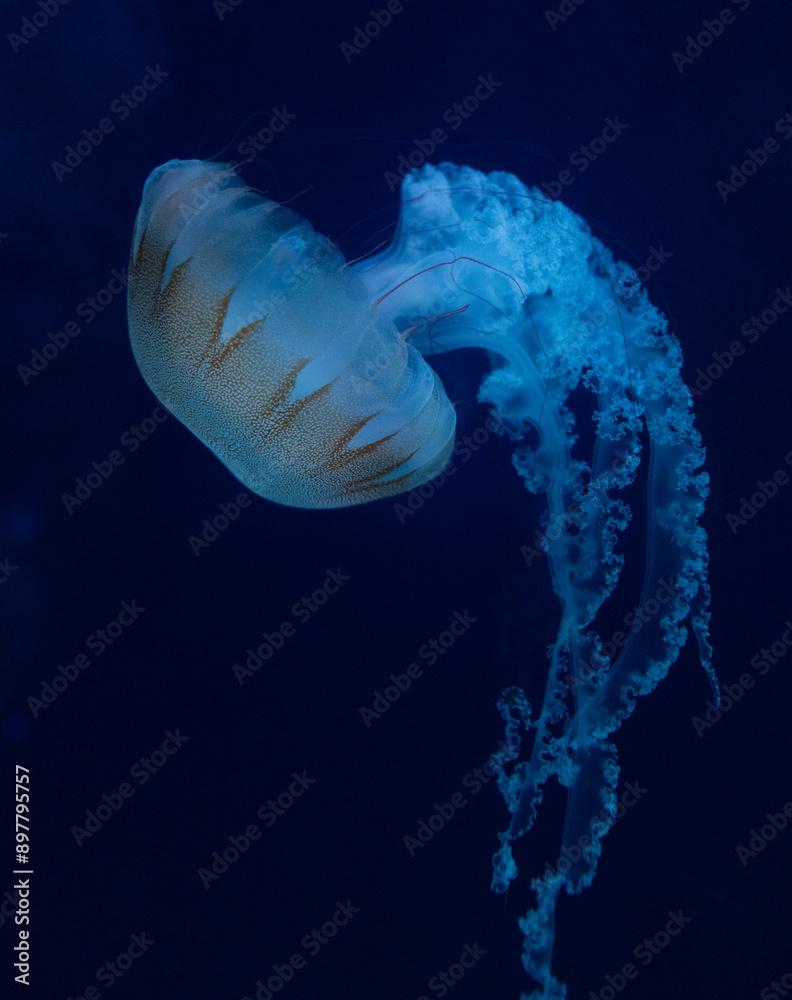 Mesmerizing Jellyfish Mesmerizing Jellyfish