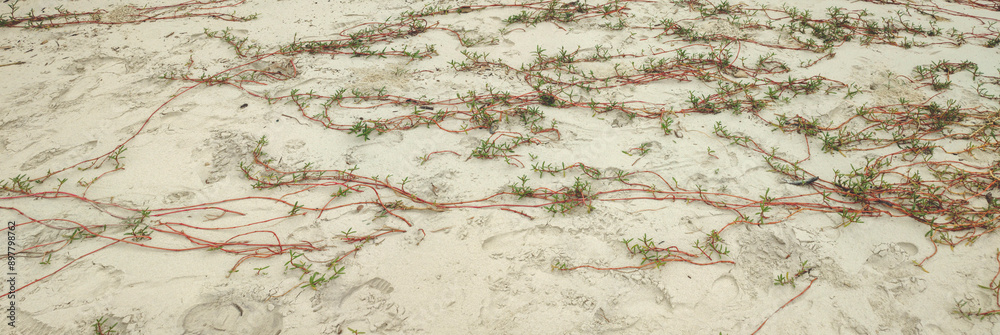 Naklejka premium Sand beach sea river water stone rock cement sidewalk street road path nature vegetation undergrowth texture footprints repetition frequency pattern landscape foliage palm tree forest leaf sky