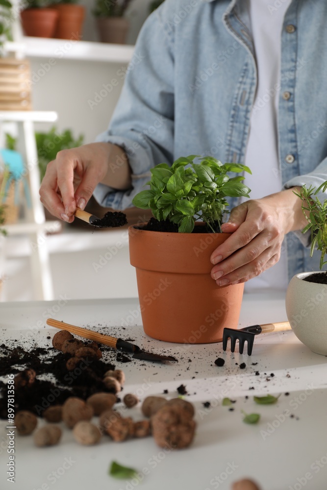 Woman transplanting herb into pot at white table, closeup Woman transplanting herb into pot at white table, closeup