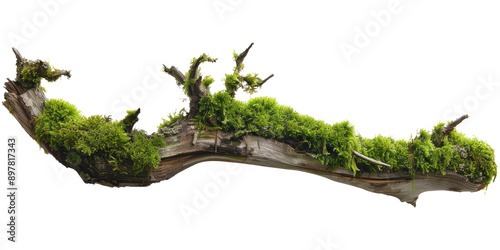 Green moss-covered single broken tree branch isolated in a transparent background. Cut out or PNG.