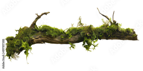 Green moss-covered single broken tree branch isolated in a transparent background. Cut out or PNG.