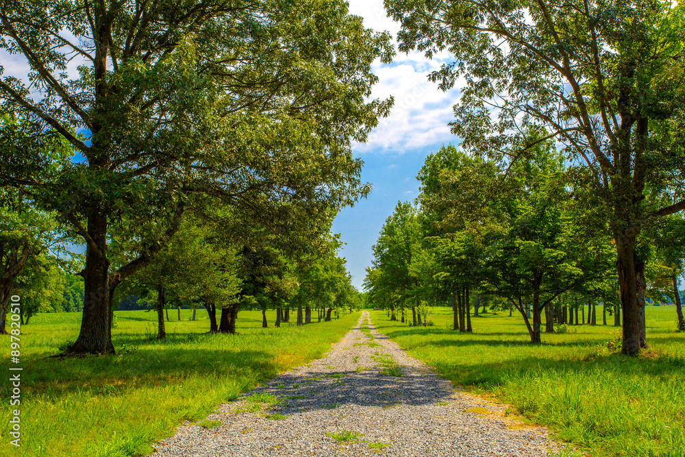 Gravel Path Lined With Tall Trees, Leading Into The Distance Under Clear Sky Gravel Path Lined With Tall Trees, Leading Into The Distance Under Clear Sky