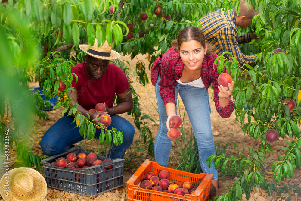 Obraz premium Woman farmer picks ripe peaches in the garden. Harvesting peaches in the orchard
