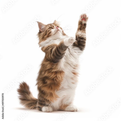 A playful cat reaching up, showcasing its fluffy fur and charming personality against a clean white background. photo